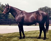 Seattle Slew (cropped).jpg