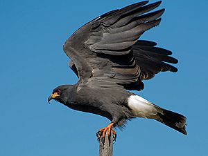 Snail kite (Rostrhamus sociabilis).jpg