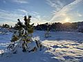 Snow on the Dunes