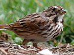 Song Sparrow-27527-2