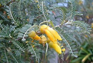 Sophora-molloyi-dragons-gold.jpg