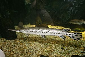 Spotted Gar (Lepisosteus oculatus) (3149758934)