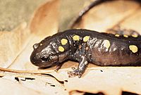 Spotted salamander on leaf.jpg