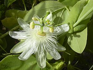 Starr 031114-0020 Passiflora subpeltata