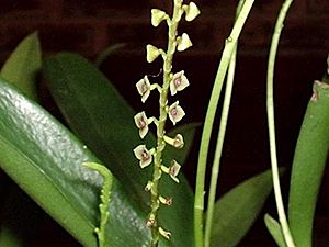 Stelis argentata.jpg