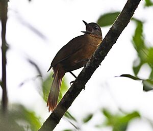 Streak-capped Treehunter (Thripadectes virgaticeps) (8079775965).jpg