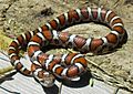 Tennessee milksnake.jpg