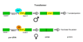 Transformer splicing