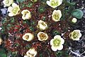 Tuftedsaxifrage-3