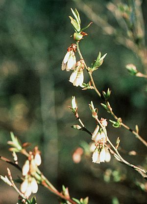 Vaccinium elliottii0.jpg