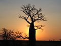 Adansonia gregorii sunset