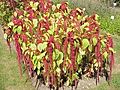 Amaranthus caudatus1