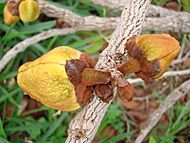 Annona crassiflora fruit