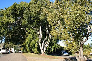 Anzac Avenue Memorial Trees (2007).jpg