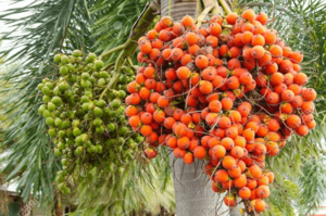 Arecanut-on-the-tree