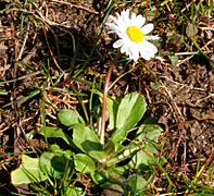 Bellis perennis ENBLA01