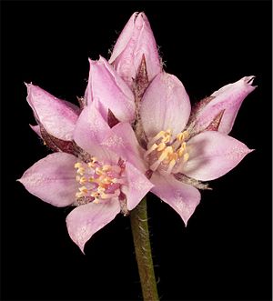 Boronia juncea.jpg