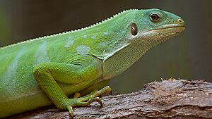 Brachylophus fasciatus -Warsaw Zoo, Poland-8a.jpg