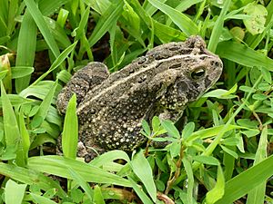 Bufo fowleri, Missouri Ozarks