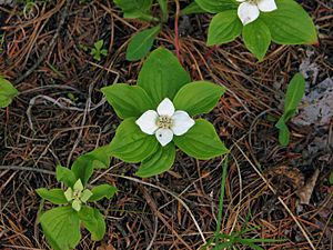 Bunchberry plants