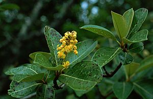 Byrsonima crassifolia 1.jpg