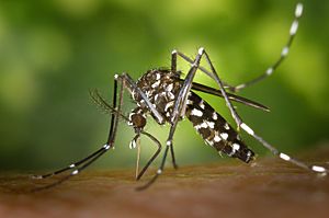 CDC-Gathany-Aedes-albopictus-1