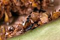 CSIRO ScienceImage 11188 Fig wasp