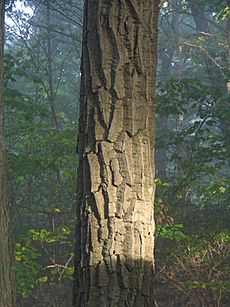 Chestnut Oak Bark