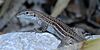 Chihuahuan spotted whiptail (Aspidoscelis exsanguis), in situ, Culberson County, Texas