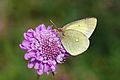 Colias palaeno 2