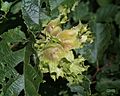 Corylus americana0