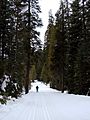 Cross-country-skiing-2-5