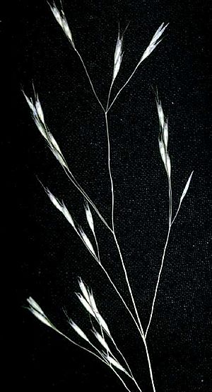 Deschampsia danthonioides NRCS-1.jpg