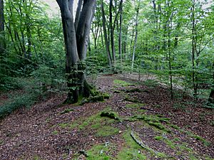 Eastern bank of Loughton Camp