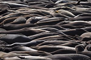 Elephant Seals at Piedras Blancas, California