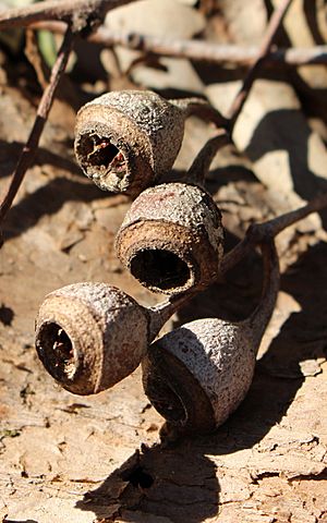 Eucalyptus longifolia gumnuts