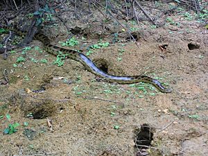 Eunectes beniensis, Rio Beni, Puerto Salinas, El Beni, Bolivia.jpg