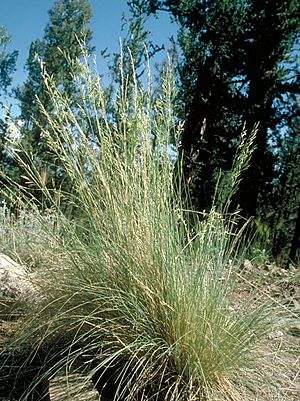 Festuca arizonica.jpg