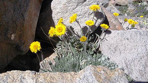 Golden fleabane (Erigeron aureus) - Flickr - brewbooks