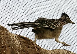 Greater Roadrunner at Henry Doorly Zoo