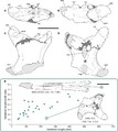 Hatzegopteryx vertebra