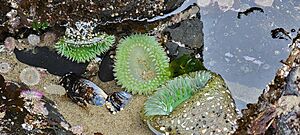 Haystack Rock Tidepools