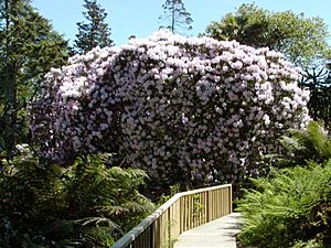 Heligan Rhododendron