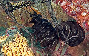 Heterodontus galeatus egg case