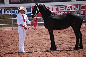 HorseTexcoco13