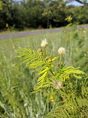 Illinois Bundleflower Flower.jpg