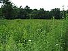 A field full of different wild plants, some flowering, with a line of trees in the background