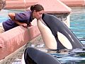 Killer Whale Kiss