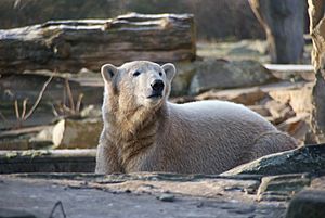 Knut20081230-3