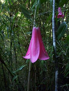 Lapageria rosea